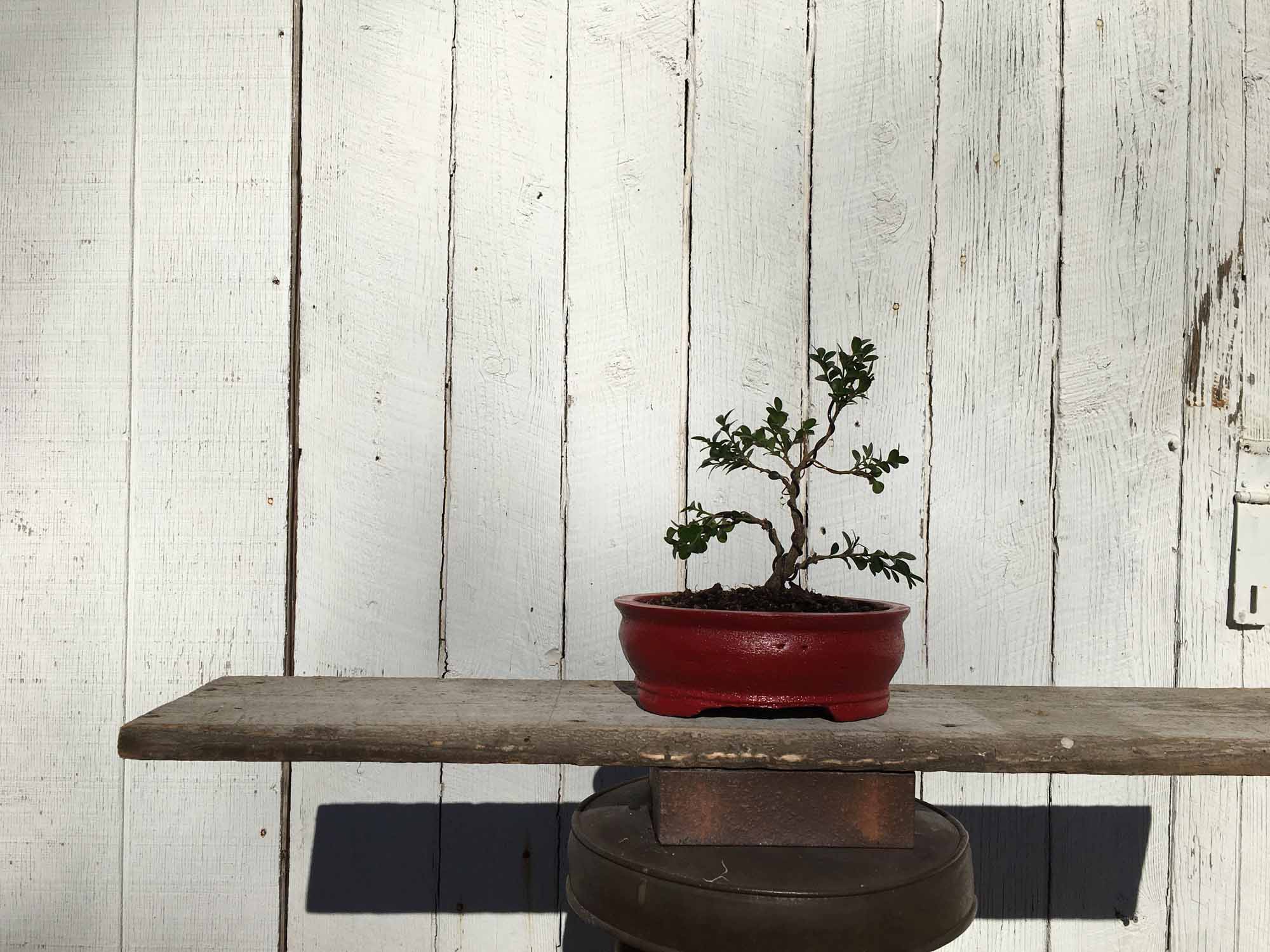 Create a Living Heirloom: The Art of Bonsai Workshop